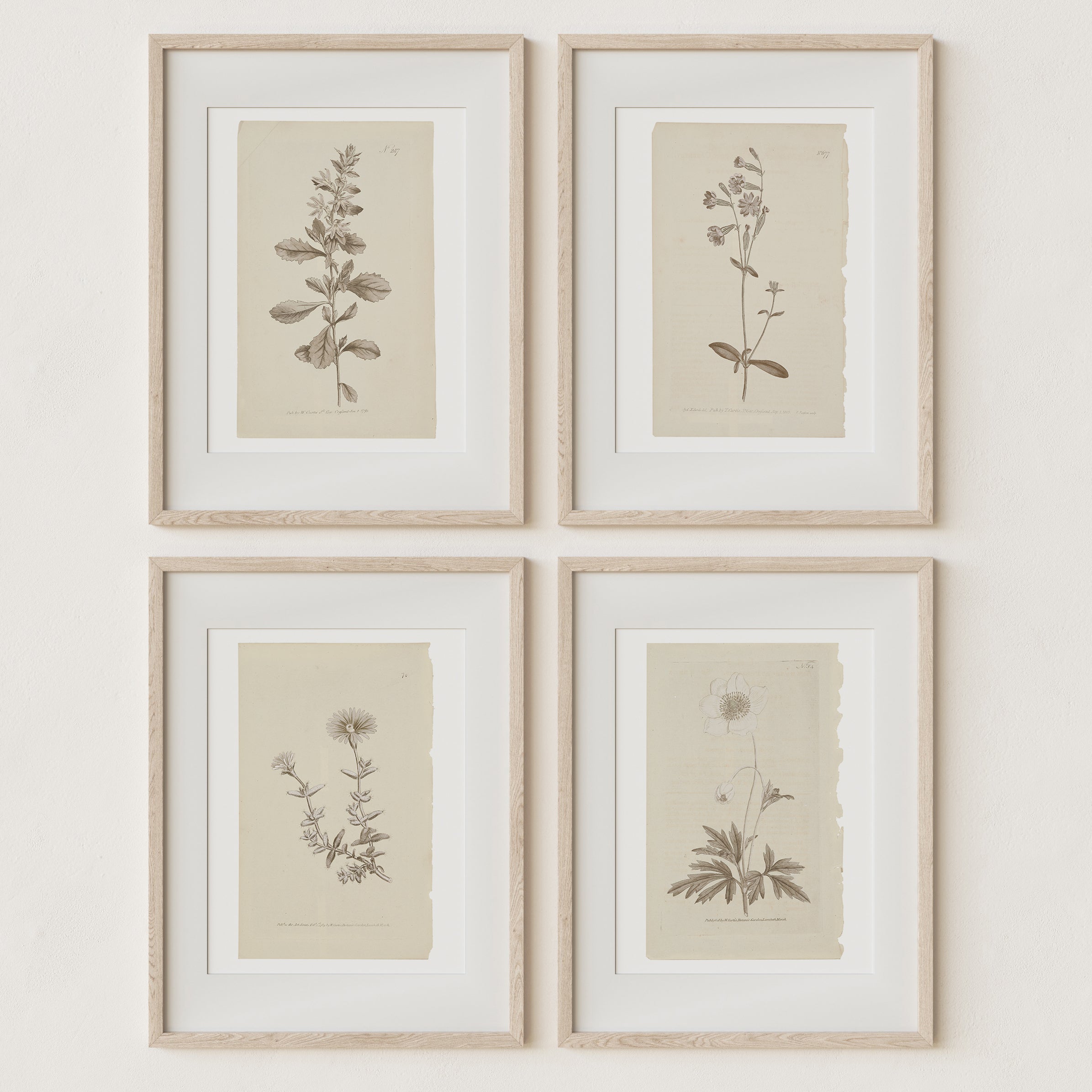 Vintage Wall Art Botanical Prints - Set of 4 Unframed