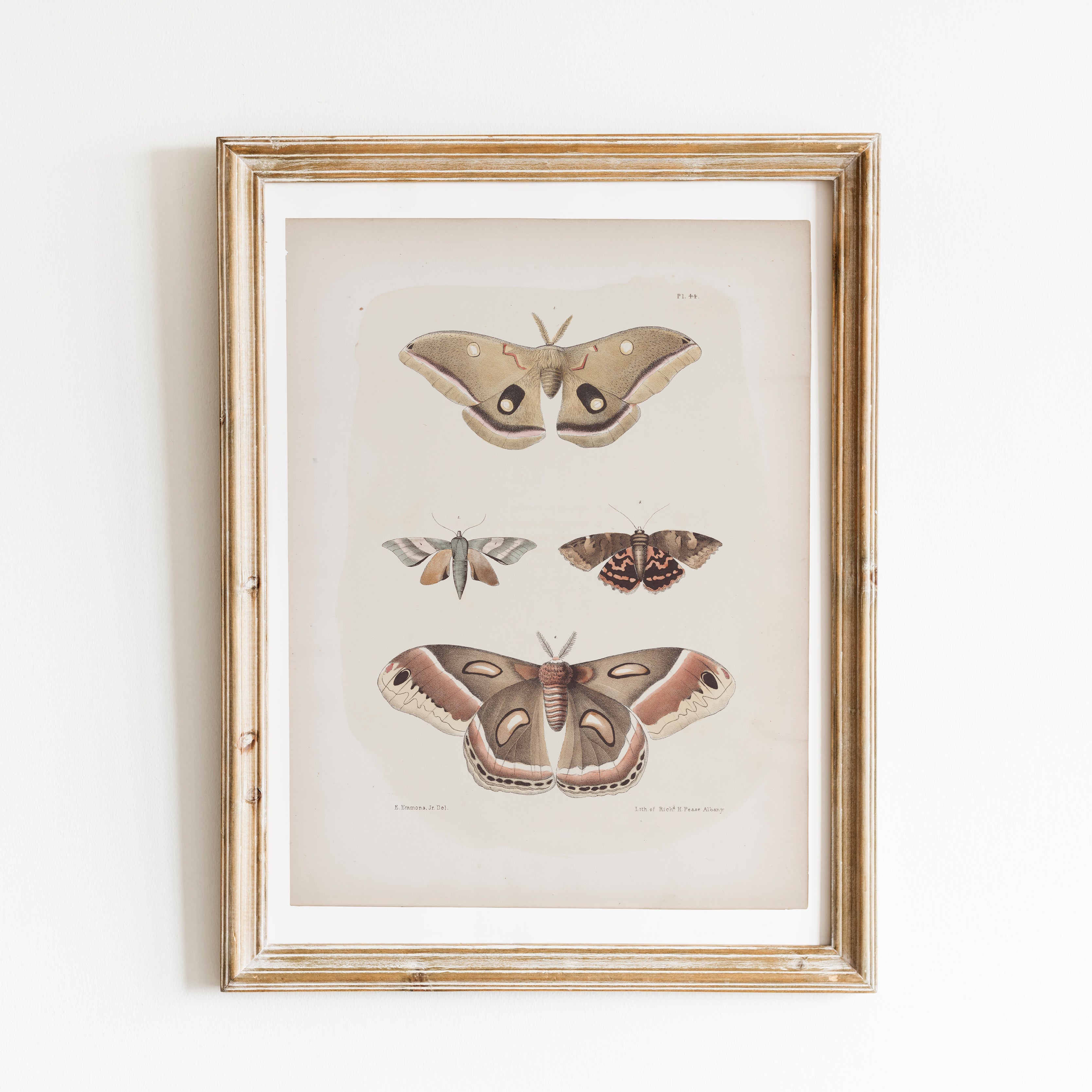 Antique Moth Illustration