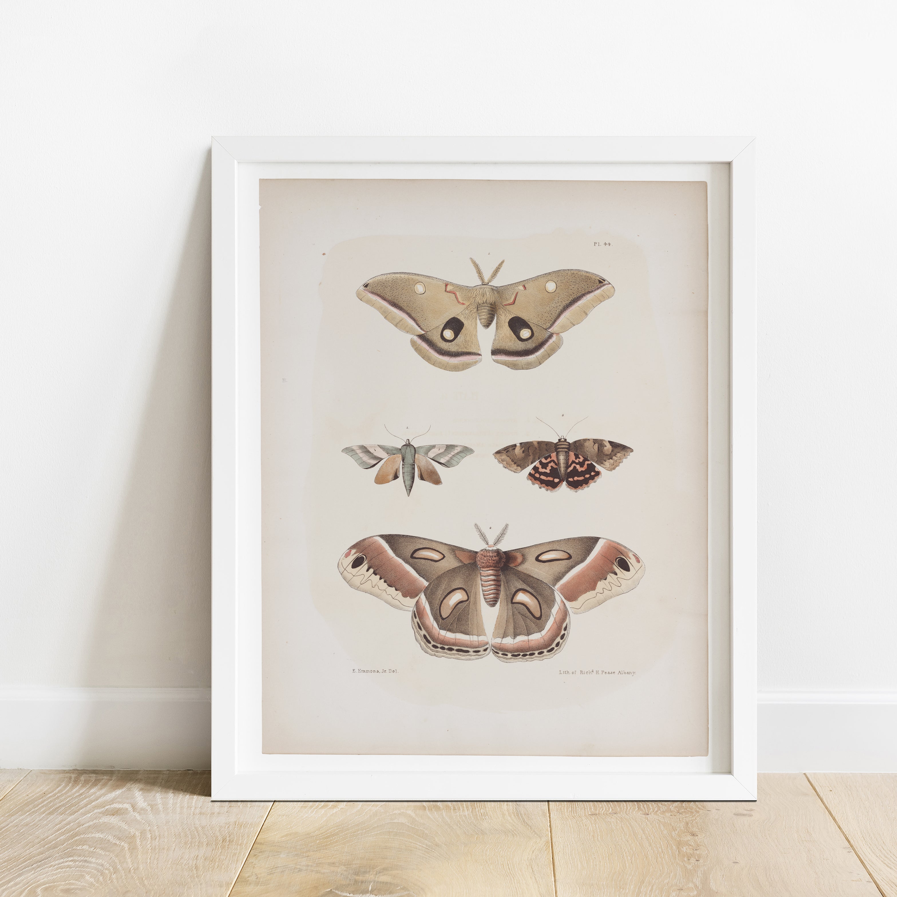 Antique Moth Illustration