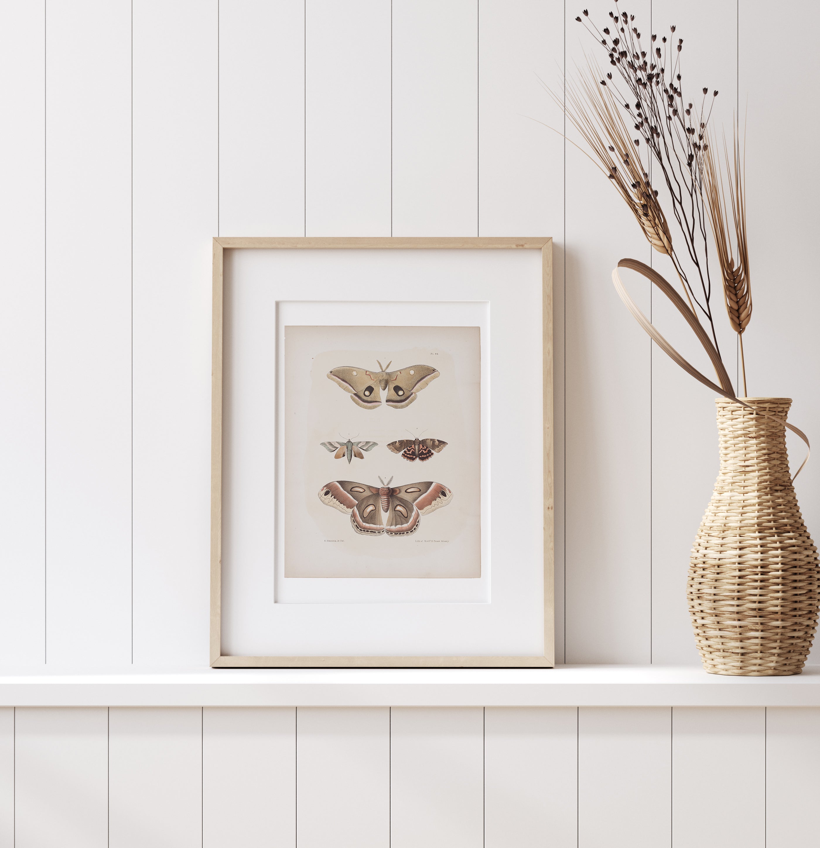 Antique Moth Illustration