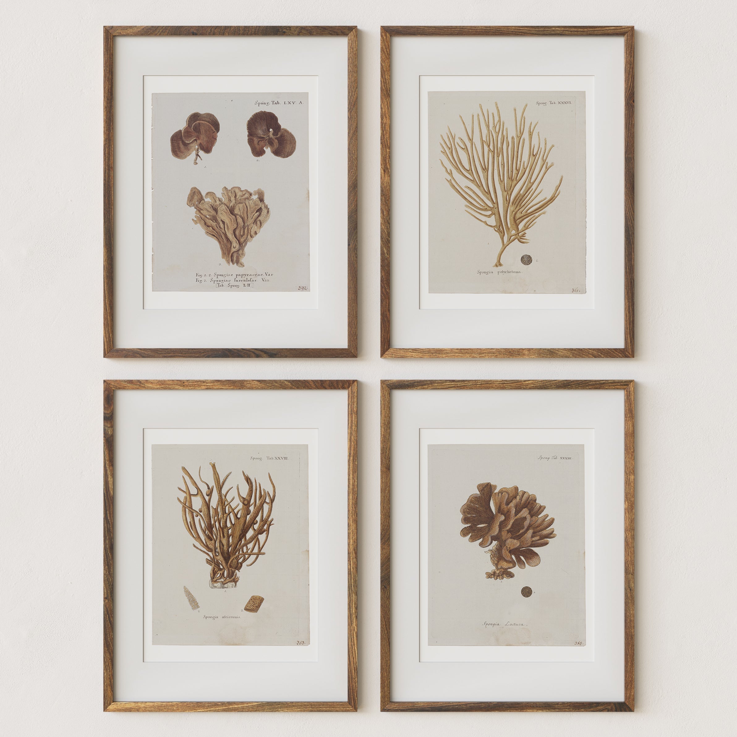 Vintage Coral Wall Art Studies Set of 4 In Antique or Indigo